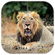 egujforest icon